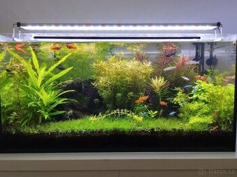 Akvarijní Rostliny prostříh mix - 150kč/pytlík