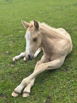 Nádherný hřebeček QH
