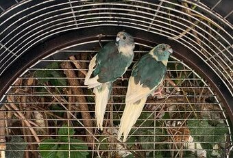 Kakariky