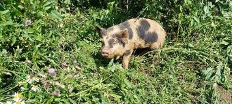 Prasata selata kune kune