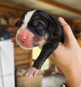 🐾 Štěňátka – kříženci stafbull x sibiřský husky 🐾