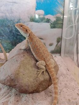 Agama vousatá (Pogona vitticeps)