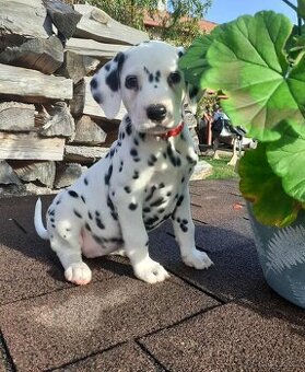 Dalmatin již k odběru