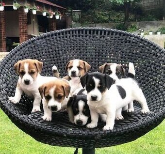 Jack Russell teriér