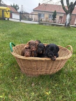 Štěňátka jezevčíka