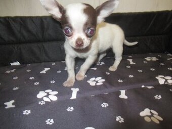 Čivava štěňátko fenka