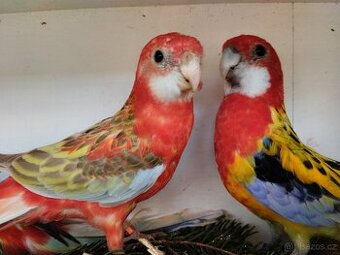 Rosely pestré štěpí černá