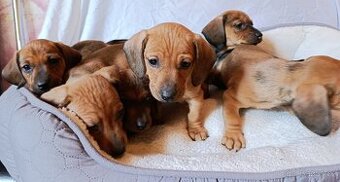 Jezevčík trpasličí