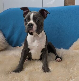 Bostonský teriér , Boston Terrier  psik s PP