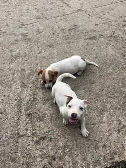 Jack Russell teriér