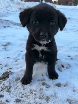 Nabídka štěňátek