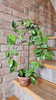 Voskovka hoya, pokojová rostlina