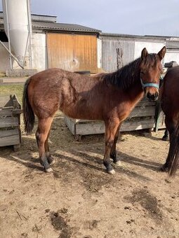 Quarter Horse - kobylka