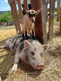 Gottingenská miniprasátka