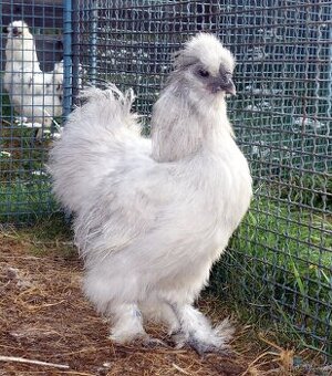 Hedvábnička velká vousatá - EU