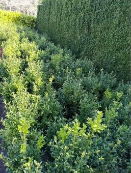 Buxus sempervirens