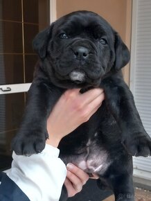 Cane corso štěňátka černá bez pp