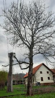 Ořech strom za odvoz