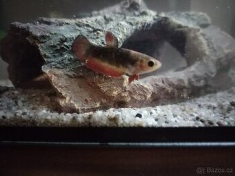Daruji bettu