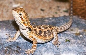 Agama mládě + terárium 80x40x40 nové.S chovem poradim. Předá