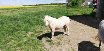 Prodám shetland hřebečka