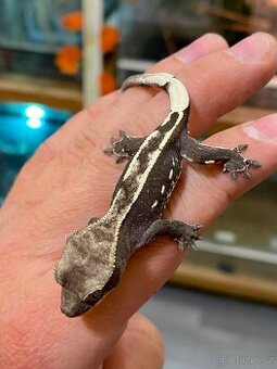AXANTHIC C. Ciliatus - 1