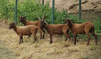 Koupím ovce Manx Loaghtan