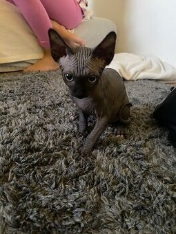 Kocourek Sphynx - 1