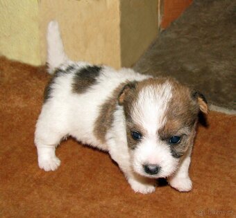 Jack Russell teriér – 2 pejsci + 2 fenky s PP k rezervaci