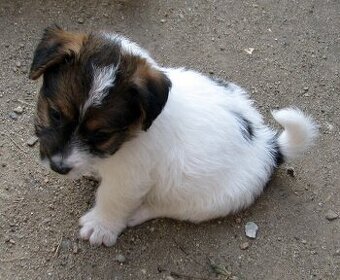Jack Russell teriér – poslední fenka a 2 pejsci s PP