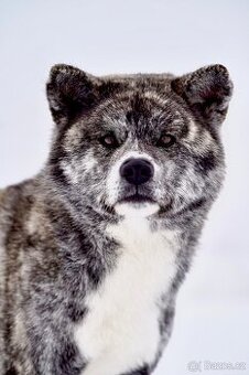 Akita Inu