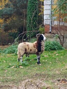 Prodám Jakobovi ovce