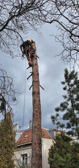 Rizikové kácení stromu ⚠️ 🌲