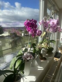 přírodní hnojivo Žížalí čaj