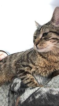 Daruji starsiho kocourka