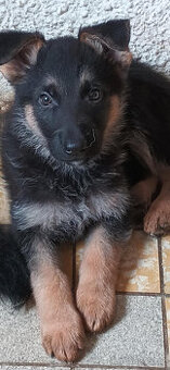 Německý ovčák -pejsek - 1