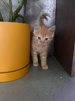 Daruji koťátka - 1