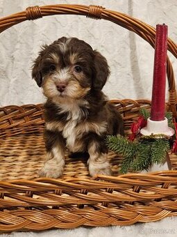 Havanský psík, bišonek