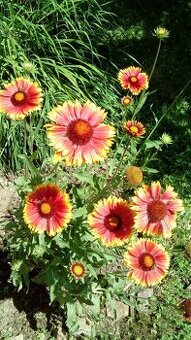 Kokarda - odkopek, semínka