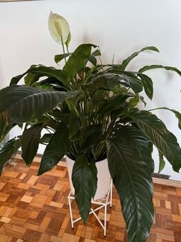 Spathiphyllum – Toulcovku (Lilie míru)