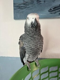 Krásní papoušci šedí připraveni do milujícího domova.