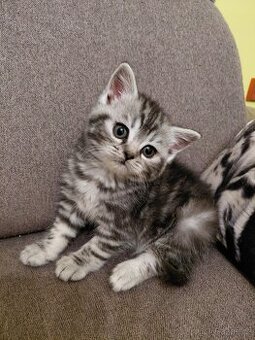 Prodám britská kotatka ,