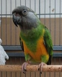 Papoušek senegalský