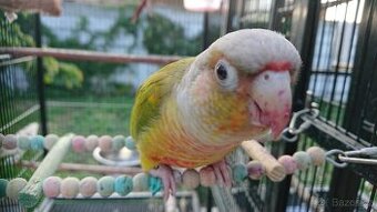 Pár Pyrura zelenolící 2018 - samec pineapple, samice opalín