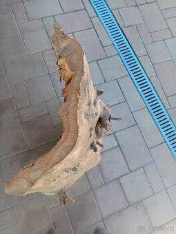 Topolové skořepiny