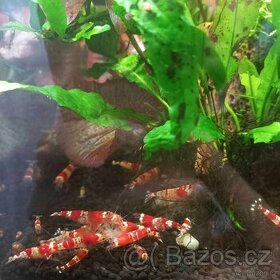 KREVETY CARIDINA CRYSTAL RED