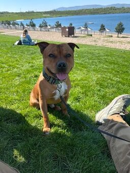 Hledáme klidný a milující domov pro Clarka