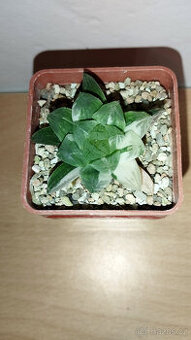 Haworthia obtusa 'Marin' variegated ( sukulent )