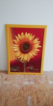Obraz slunečnice