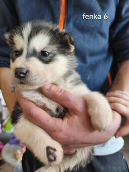 Aljašský malamut šteniatka